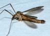 Tipula fascipennis
